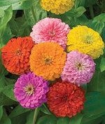 California Giant Zinnia Mix Seeds- - Seeds Zinnia elegans heirloom non-GMO seeds