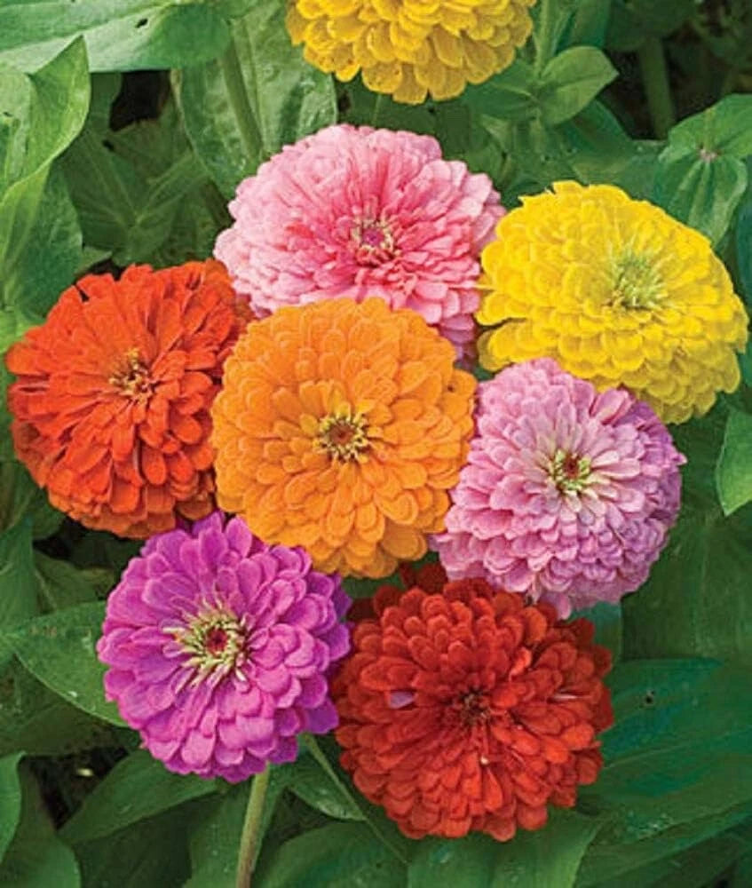 California Giant Zinnia Mix Seeds- - Seeds Zinnia elegans heirloom non-GMO seeds