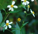 Spanish Needles Seeds Bidens alba Seeds heirloom non-gmo seeds