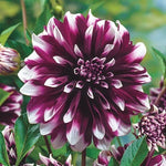 Concentrate Dahlia Perennial Flowers Seeds Flowering seeds Bloom US SELL heirloom non-gmo seeds