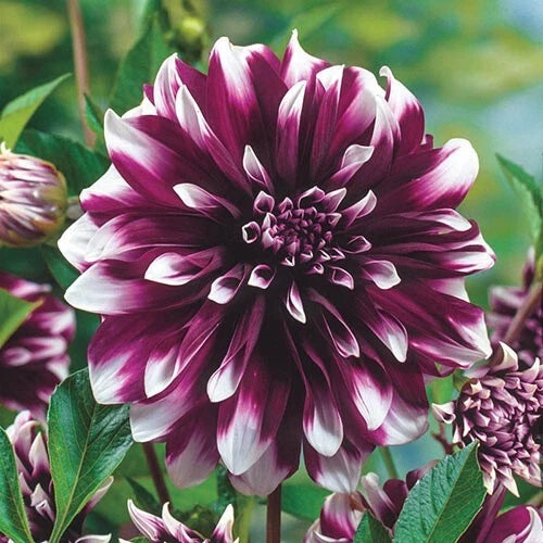 Concentrate Dahlia Perennial Flowers Seeds Flowering seeds Bloom US SELL heirloom non-gmo seeds