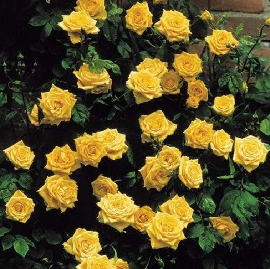 Climbing Yellow Rose Seeds Flower Bush Perennial Bloom Shrub Flower Seed – Heirloom, Non-GMO, High Germination Organic Garden Seeds