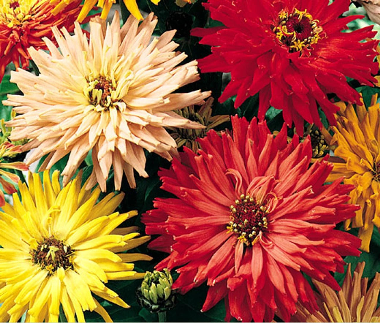 CACTUS FLOWERED ZINNIA SPRING MIX -- HEAT DROUGHT TOLERANT --- COLORFUL Seeds – Heirloom, Non-GMO, High Germination Organic Garden Seeds