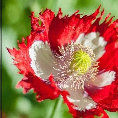 Danish Flag Poppy Seeds Red & White Cross Huge Flowers Pollinators Papaver sp. heirloom non-gmo seeds