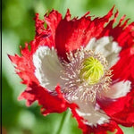 Danish Flag Poppy Seeds Red & White Cross Huge Flowers Pollinators Papaver sp. heirloom non-gmo seeds