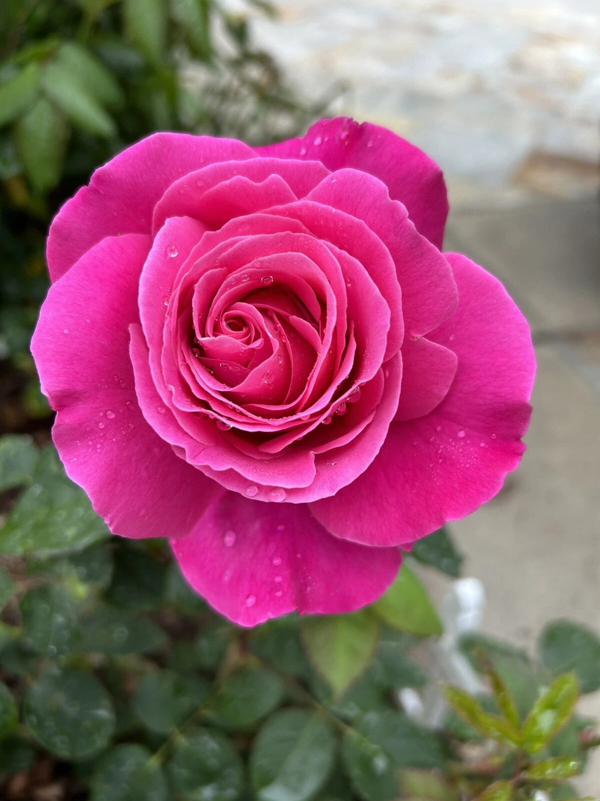 Fragrant-Large-Dark Pink Rose - Seeds heirloom non-gmo seeds