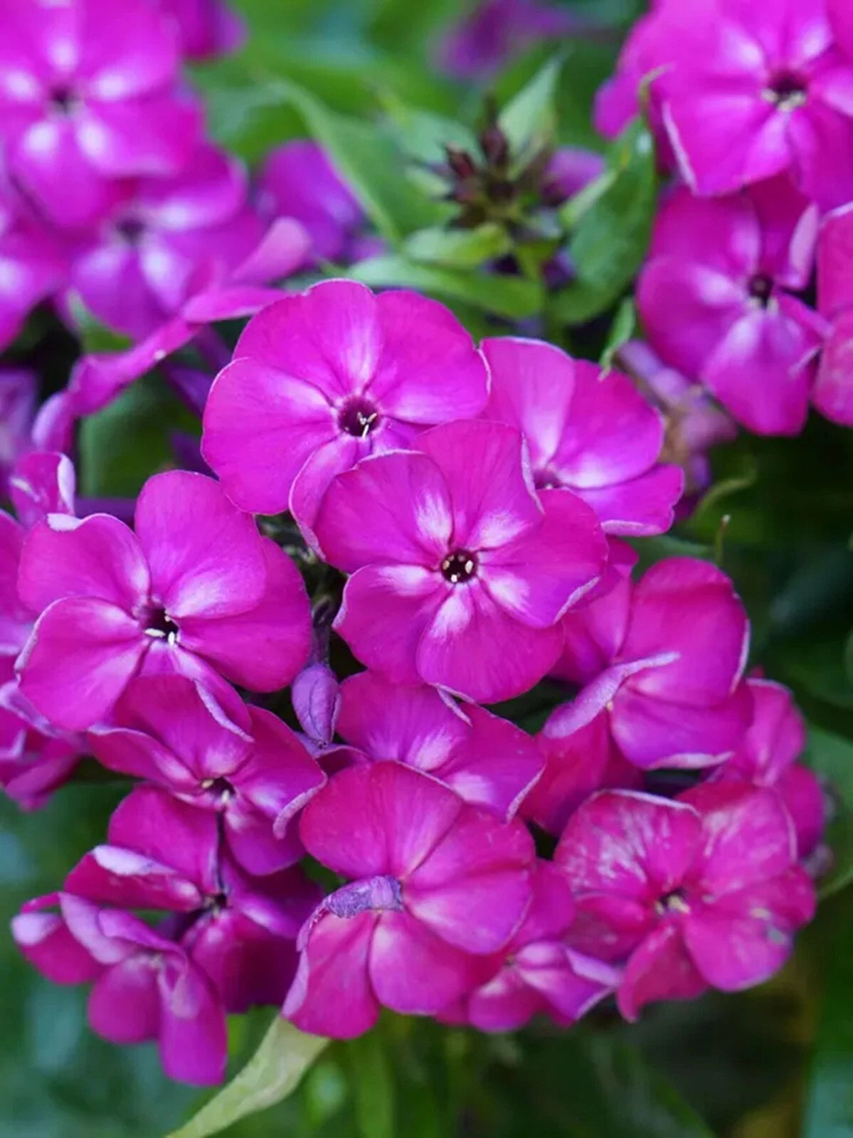 Bambini Desire Phlox Seeds Flower Perennial Seed Flowers Butterfly US SELLER Phlox sp. heirloom non-gmo seeds