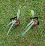 Sabal tamaulipensis gallon heirloom non-gmo seeds