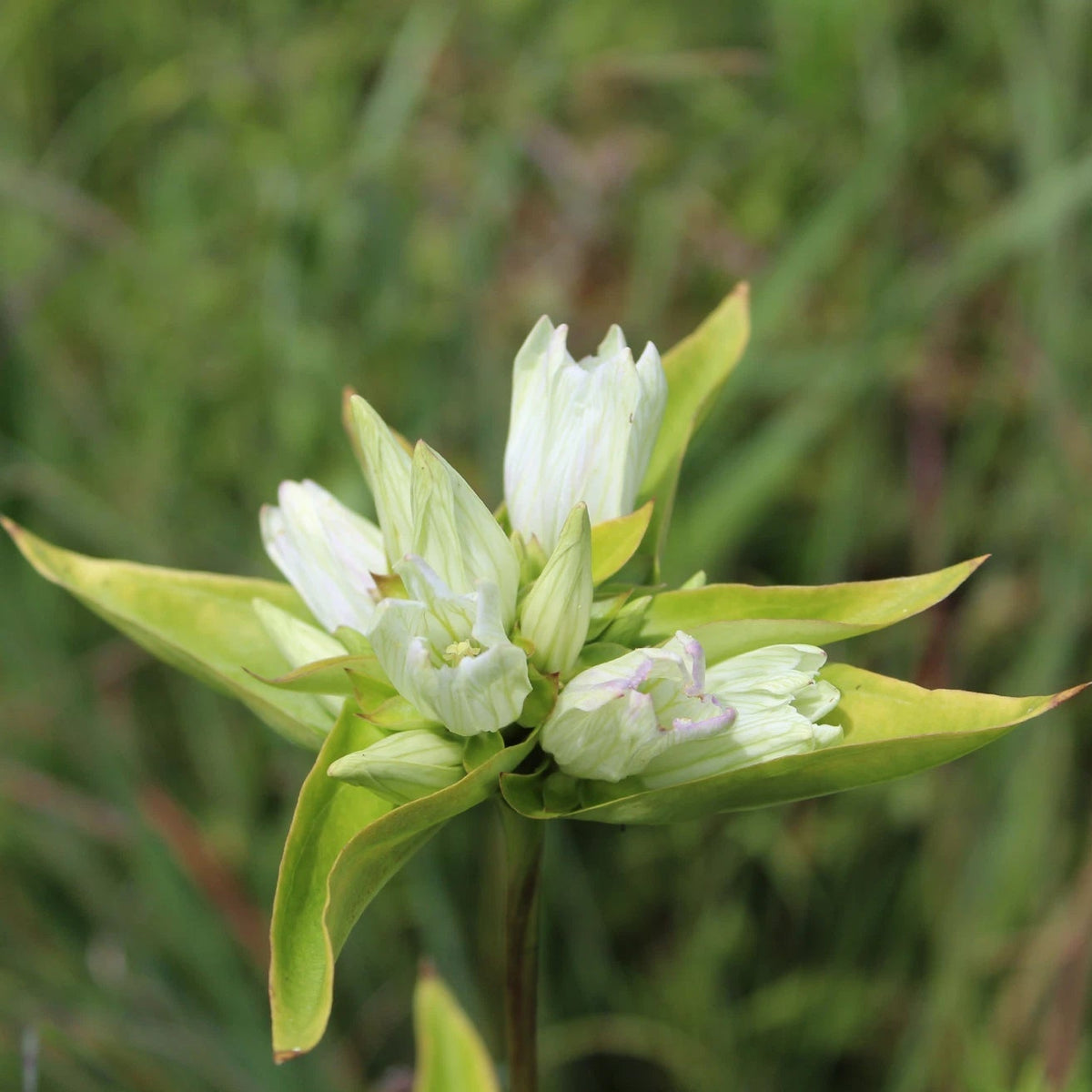 Cream Gentian Seeds Gentiana flavida Native Perennial Wildflower Various Wildflower Species heirloom non-gmo seeds
