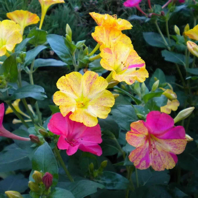 Count mixed Bi-color O Clock Seeds Perennial heirloom non-GMO seeds