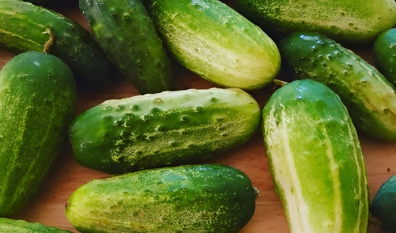 Arkansa s Litte Leaf Cucumber Seeds High Yield- Compact Bush Variety – Heirloom, Non-GMO, High Germination Organic Garden Seeds