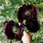 Over After Midnight Papavaer Somniferum Poppy Seeds Papaver sp. heirloom non-gmo seeds