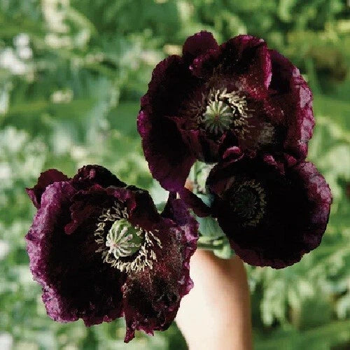 Over After Midnight Papavaer Somniferum Poppy Seeds Papaver sp. heirloom non-gmo seeds