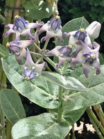 Calotropis gigantea Crown Flower Giant Milkweed Seeds heirloom non-GMO seeds