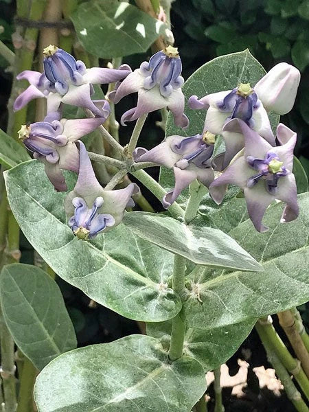 Calotropis gigantea Crown Flower Giant Milkweed Seeds heirloom non-GMO seeds
