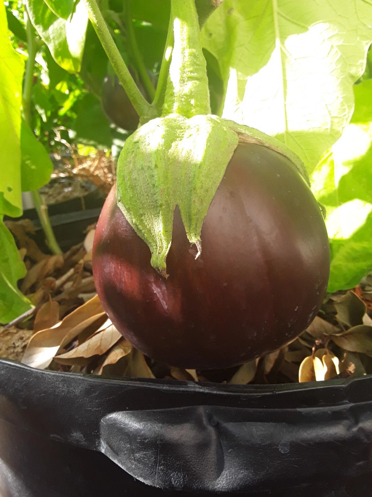 Aswad Eggplant Seeds Large Fruits heirloom non-gmo seeds