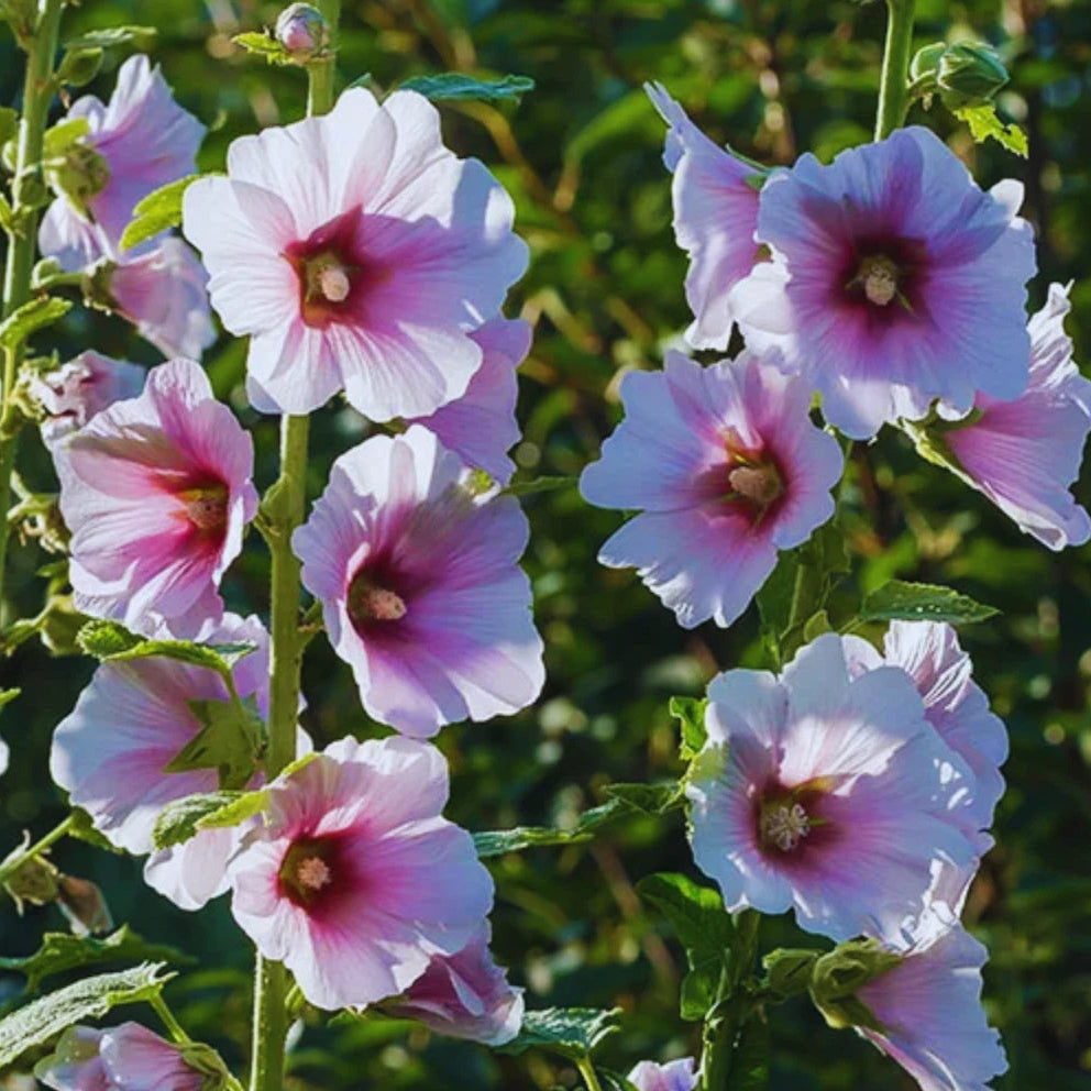 Seeds Hollyhock Creme de Cassis heirloom non-GMO seeds