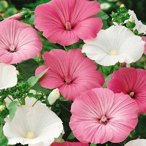 Mixed Mediterranean Rose Mallow Seeds Pink White Color Lavatera Trimestris heirloom non-gmo seeds