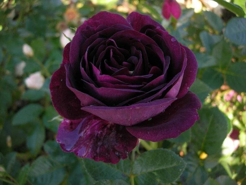 Dark Purple Rose Seeds Flower Bush Perennial Shrub Flowers Seed heirloom non-gmo seeds