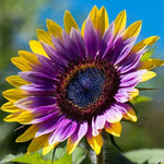 Rare Purple Heart Sunflower Seeds Unique Blooms for a Stunning Garden Helianthus annuus heirloom non-gmo seeds