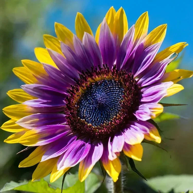 Rare Purple Heart Sunflower Seeds Unique Blooms for a Stunning Garden Helianthus annuus heirloom non-gmo seeds
