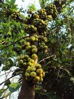 Ficus hispida Hairy Fig Seeds – Heirloom, Non-GMO