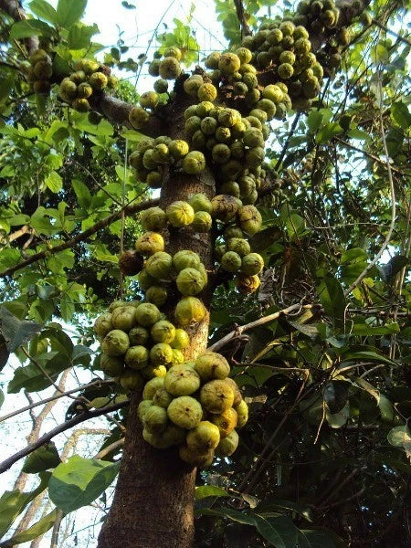 Ficus hispida Hairy Fig Seeds – Heirloom, Non-GMO