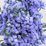 STATICE BLUE Limonium Sinuatum Blue River heirloom non-GMO seeds