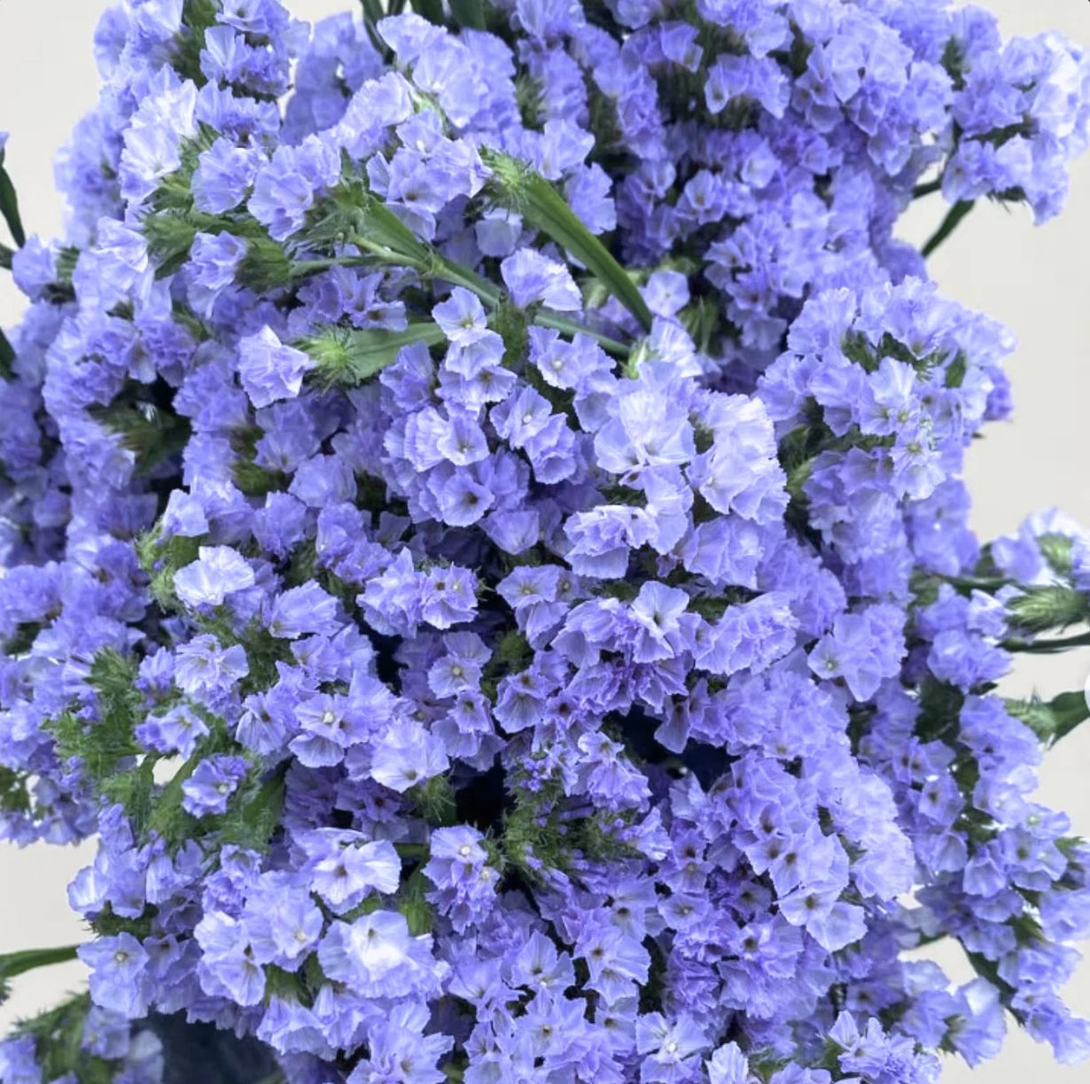 STATICE BLUE Limonium Sinuatum Blue River heirloom non-GMO seeds