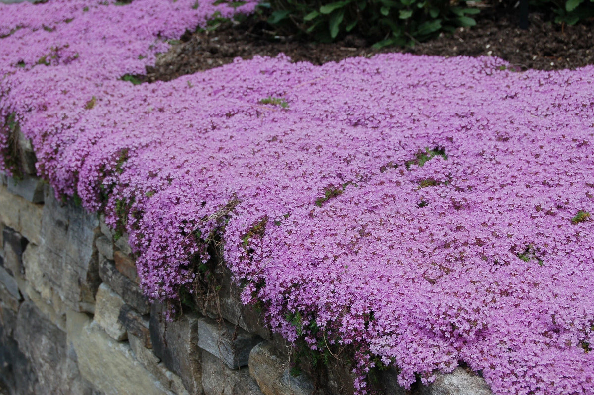 Creeping THYME Seeds BULK Thymus Serpyllum Groundcover Native Herb LOT heirloom non-gmo seeds