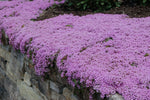 Creeping THYME Seeds BULK Thymus Serpyllum Groundcover Native Herb LOT heirloom non-gmo seeds