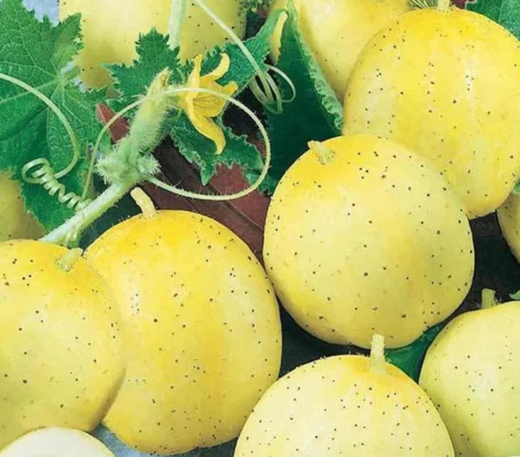 Cucumber Seeds LEMON Sweet Yellow Baseball Sized Fruits Seeds heirloom non-gmo seeds