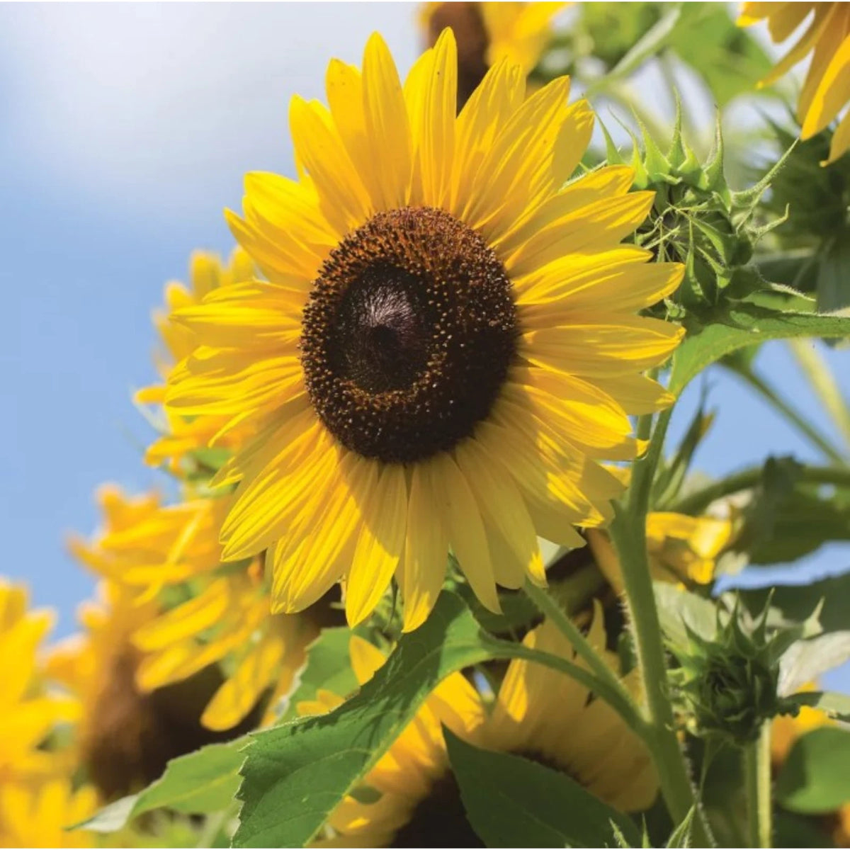Multi-Headed Sunflower Seeds for Planting- Rare and Stunning Garden Bloom Helianthus annuus heirloom non-gmo seeds