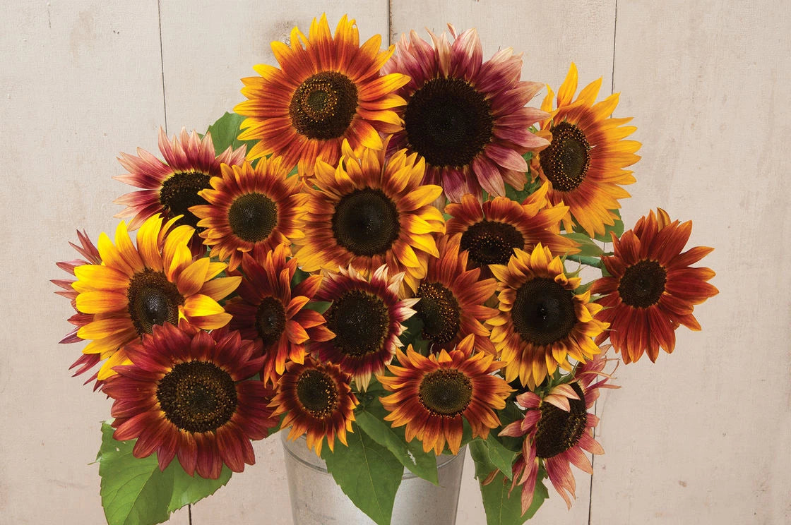 AUTUMN BEAUTY SUNFLOWER MIX Flower Seeds Fall Colors Native Wildflower Easy – Heirloom, Non-GMO, High Germination Organic Garden Seeds