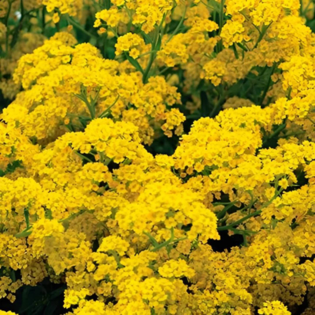 Basket Of Gold yellow Alyssum Seeds heirloom non-GMO seeds