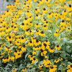 CLASPING Coneflower Pollinators Meadow Native Wildflower Seeds Various Wildflower Species heirloom non-gmo seeds