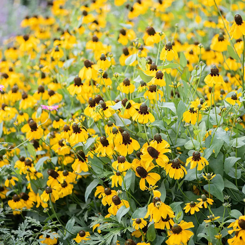 CLASPING Coneflower Pollinators Meadow Native Wildflower Seeds Various Wildflower Species heirloom non-gmo seeds