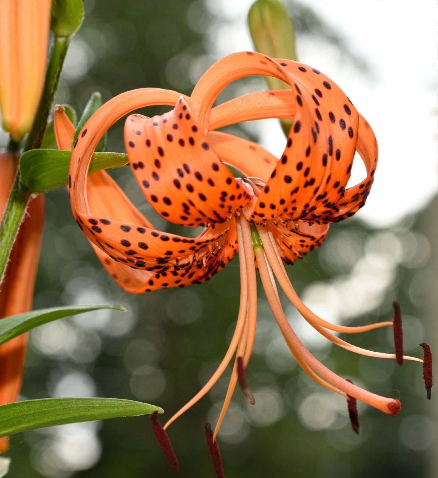 TIGER LILY SEEDS Lilium columbianum Spotted Flowers Seller heirloom non-GMO seeds
