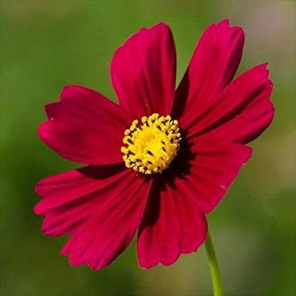 Cosmos RED DAZZLER Flower Seeds - Attracts Bees Butterflies Birds – Heirloom, Non-GMO