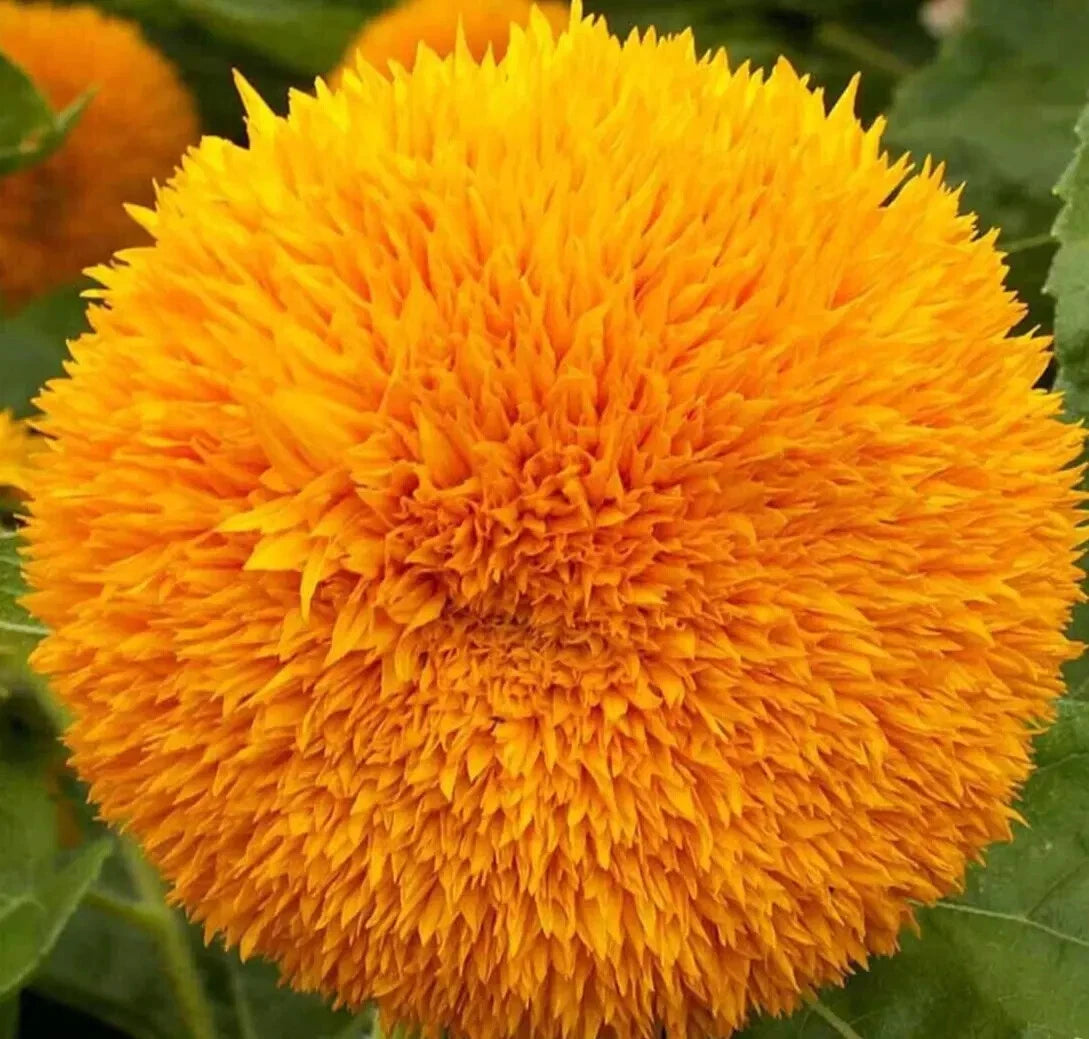 DWARF SUNGOLD SUNFLOWER SEEDS Teddy Bear annual FLOWER garden Helianthus annuus heirloom non-GMO seeds