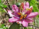 BANANA PASSION FRUIT Seeds Shipping Passiflora mollissima Vine SEEDS heirloom non-GMO seeds