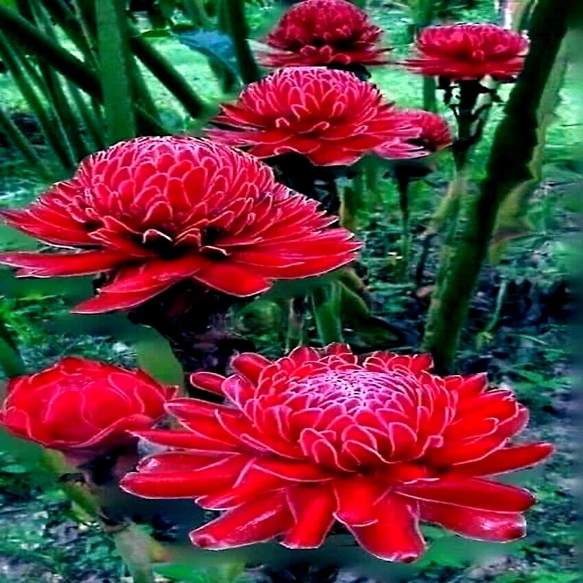 RED TORCH Ginger Seeds Etlingera elatior Flower Tropical Garden Plant RARE heirloom non-GMO seeds
