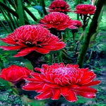 RED TORCH Ginger Seeds Etlingera elatior Flower Tropical Garden Plant RARE heirloom non-GMO seeds