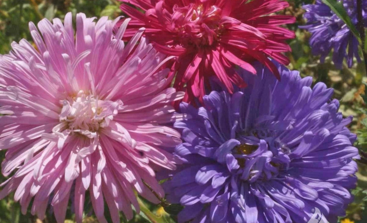 Crego Giant Mix Aster Seeds Stunning Blooms Flower Grown – Heirloom, Non-GMO, High Germination Organic Garden Seeds