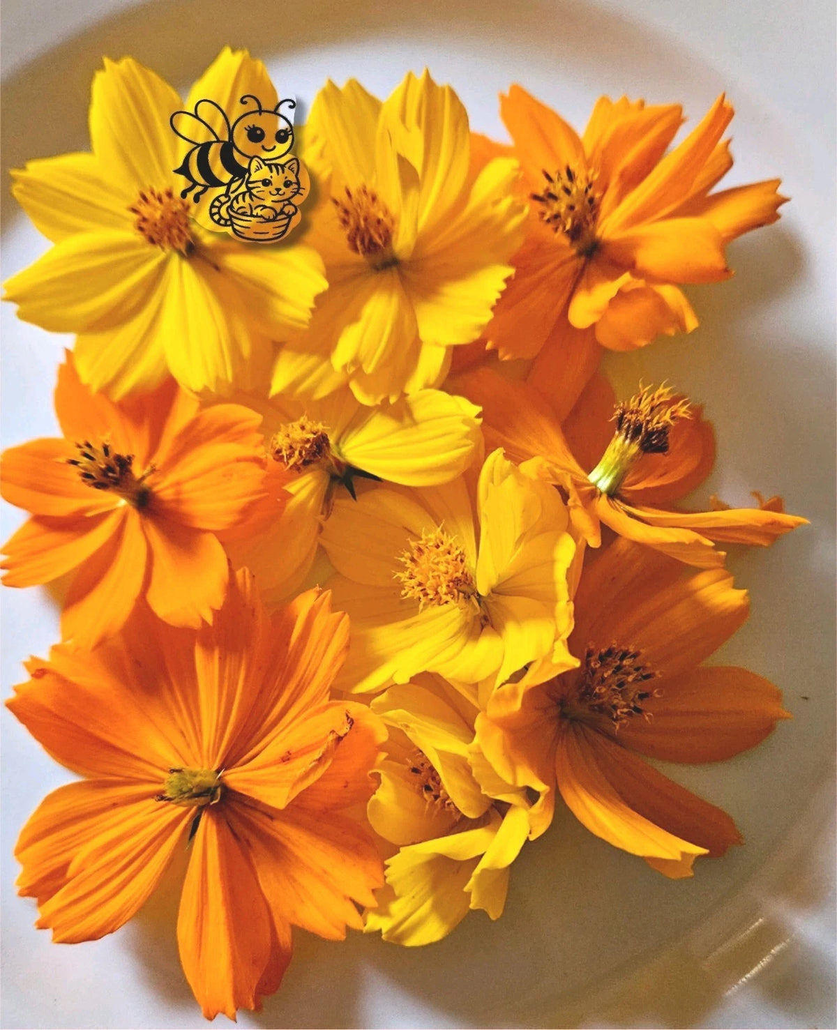 Cosmos Seeds Yellow & Orange heirloom non-gmo seeds