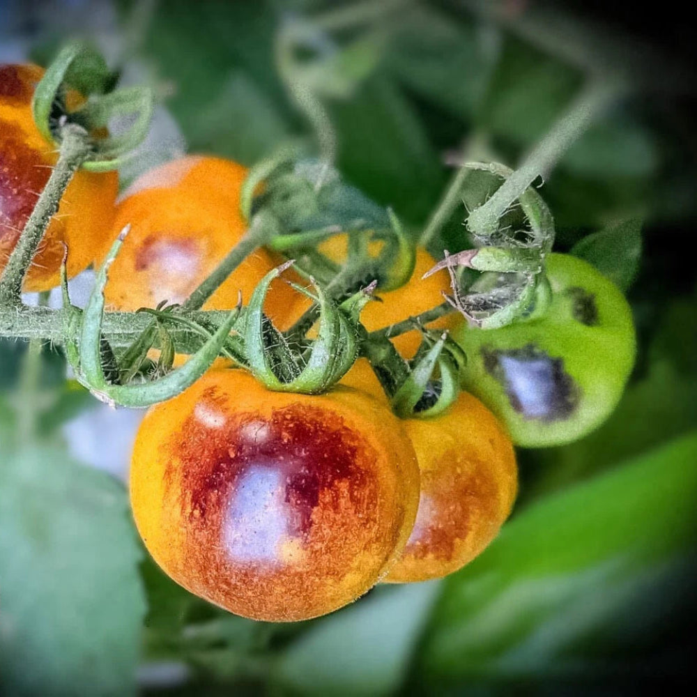Blue Cream Berries Tomato Seeds – Heirloom, Non-GMO