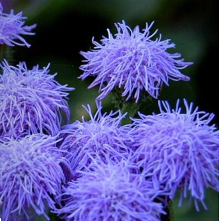 Blue Mink Ageratum Seeds Easy to Grow Garden Floss Flower – Heirloom, Non-GMO, High Germination Organic Garden Seeds