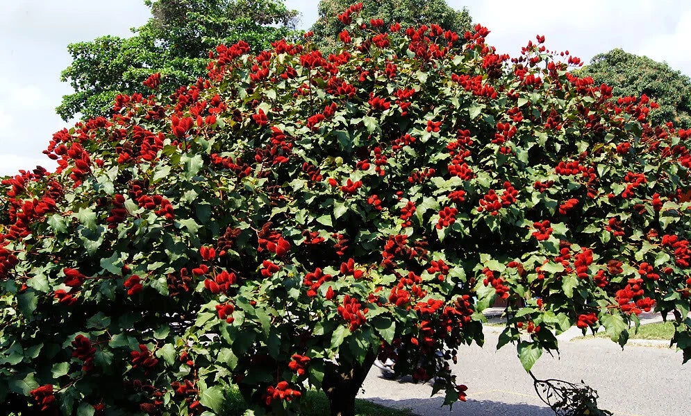 Annatto Dye Plant Lipstick Tree Seeds Bixa orellana Tropical Pink Flowers heirloom non-gmo seeds