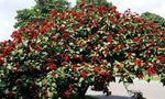 Annatto Dye Plant Lipstick Tree Seeds Bixa orellana Tropical Pink Flowers heirloom non-gmo seeds