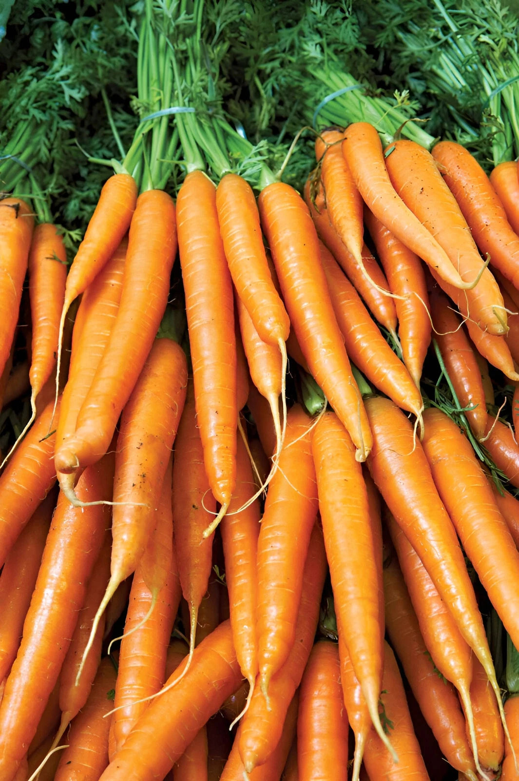 Brilliance Carrot Seeds - Vibrant Orange Sweet – Heirloom, Non-GMO, High Germination Organic Garden Seeds